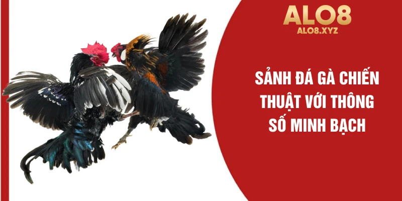 Sảnh đá gà chiến thuật với thông số minh bạch